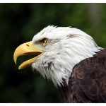 Weisskopfseeadler
